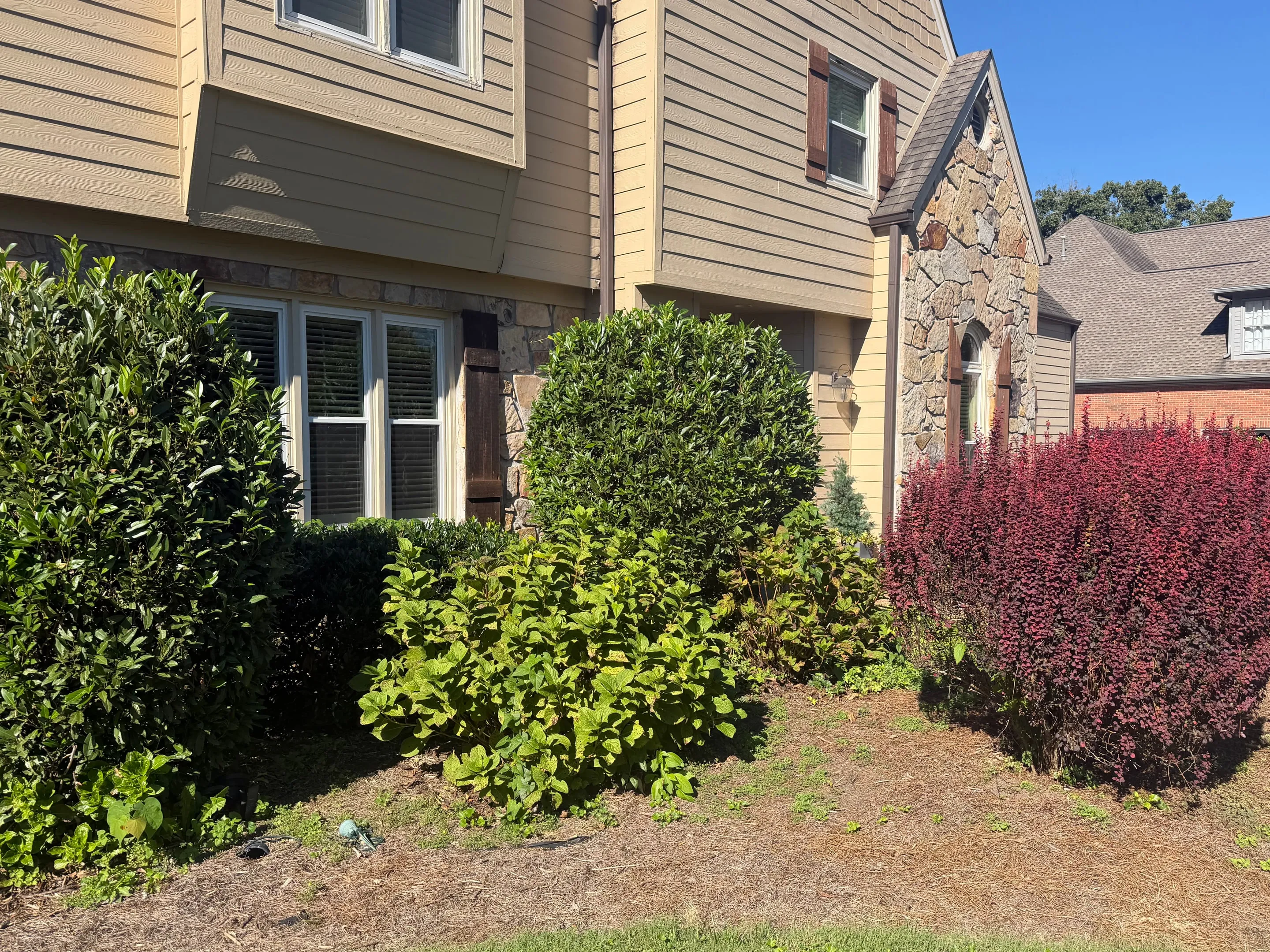 Shrubs and a red barberry in front of windows with shutters.